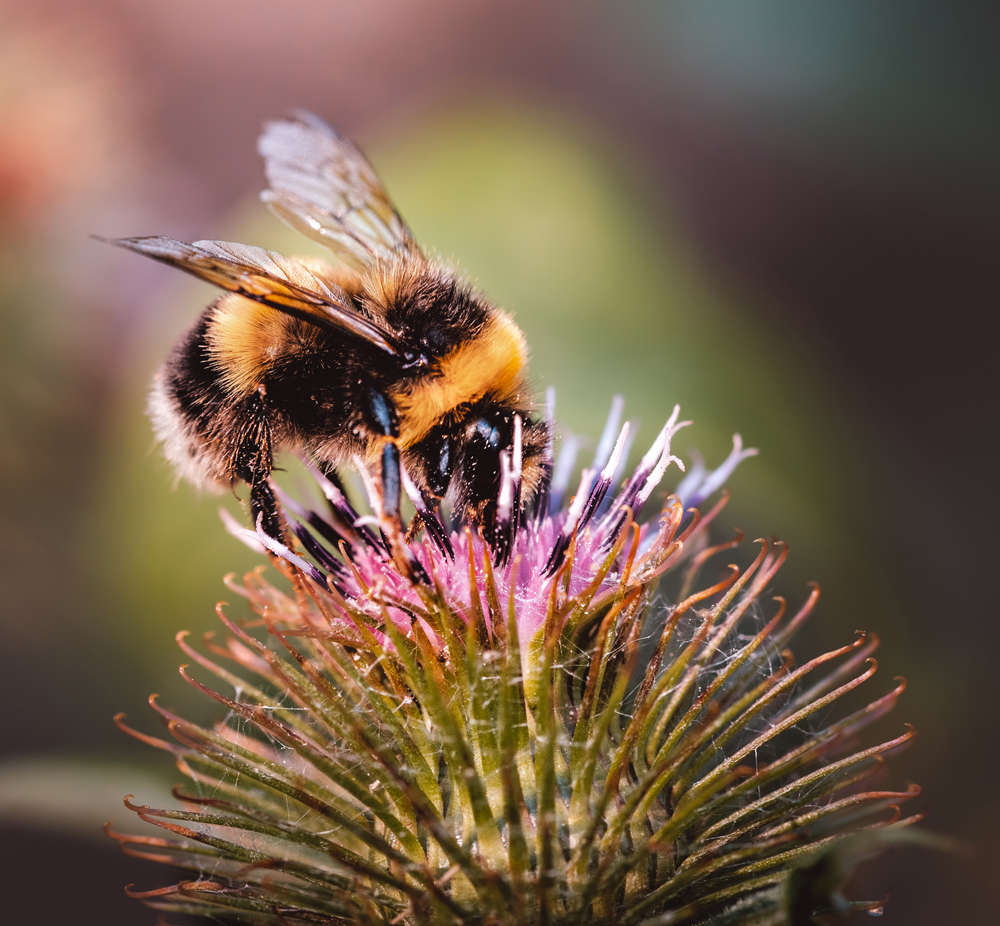 Hummel Blume